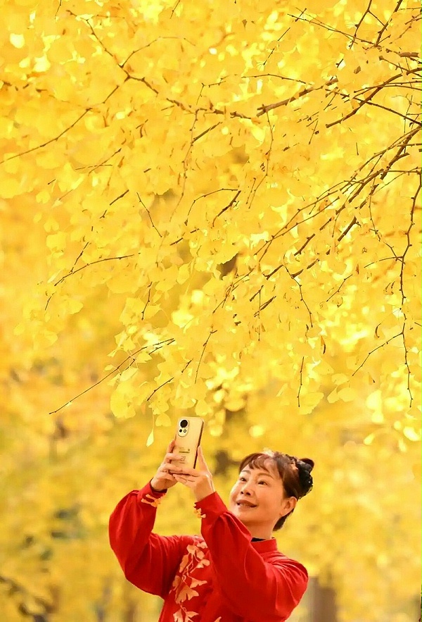华体平台环保：晨练的女士在位于石家庄市的河北经贸大学院内的银杏林中拍照