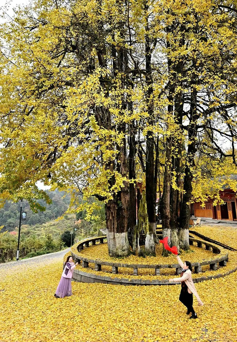 华体平台环保：游客在湖北省恩施土家族苗族自治州宣恩县珠山镇东门关村的古银杏树下游玩