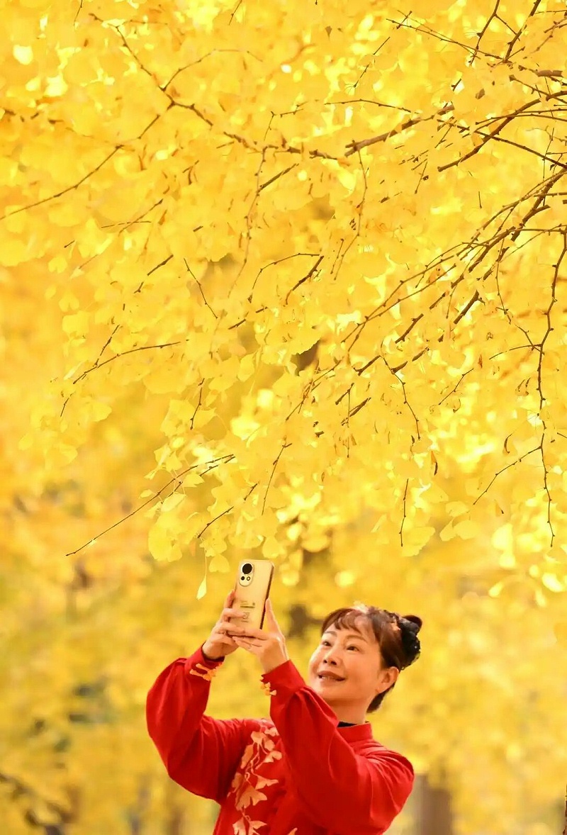 华体平台环保：晨练的女士在位于石家庄市的河北经贸大学院内的银杏林中拍照